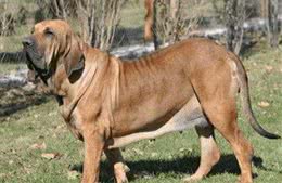 猛犬五大排名，藏獒你在哪?