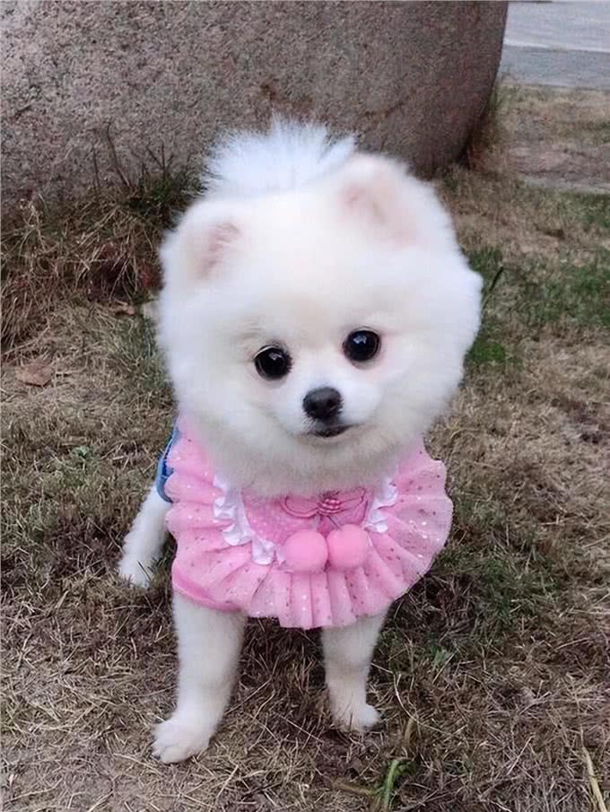狗界5大忠诚狗，一生只认一个主人，有你家狗吗?