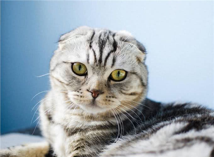 卷耳猫和折耳猫一样吗?
