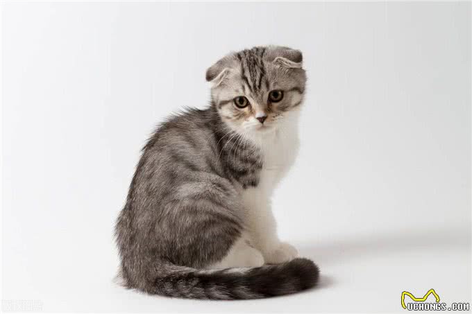 卷耳猫和折耳猫一样吗?