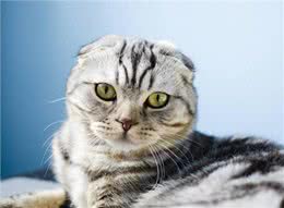 卷耳猫和折耳猫一样吗?