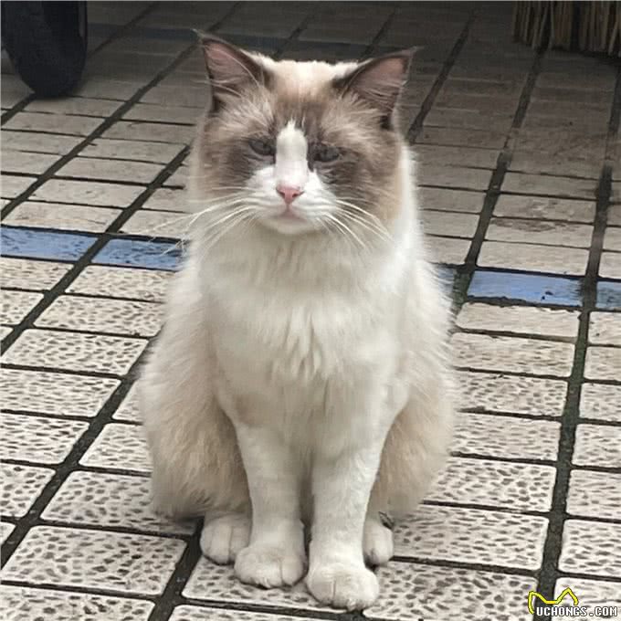 暹罗猫和布偶猫的区别是什么?新手铲屎官只需记住这一点就够了
