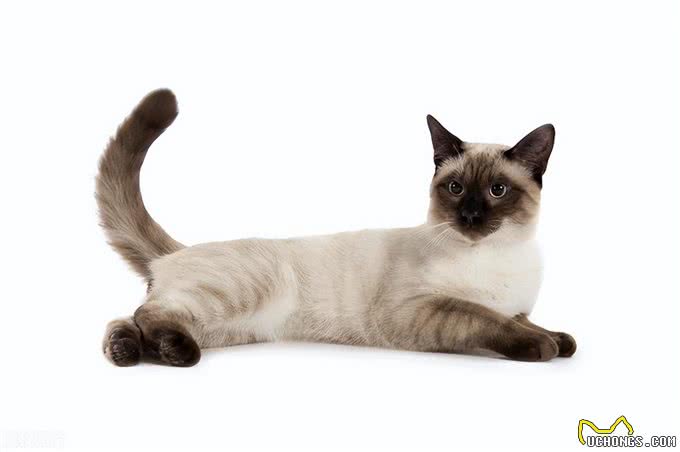 暹罗猫和布偶猫的区别是什么?新手铲屎官只需记住这一点就够了