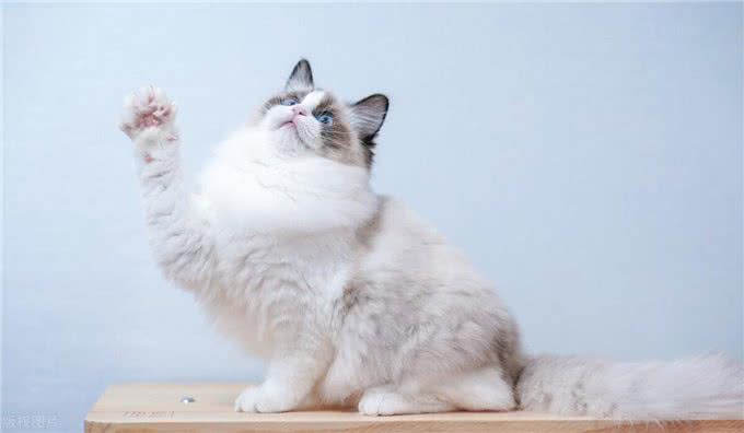 暹罗猫和布偶猫的区别是什么?新手铲屎官只需记住这一点就够了