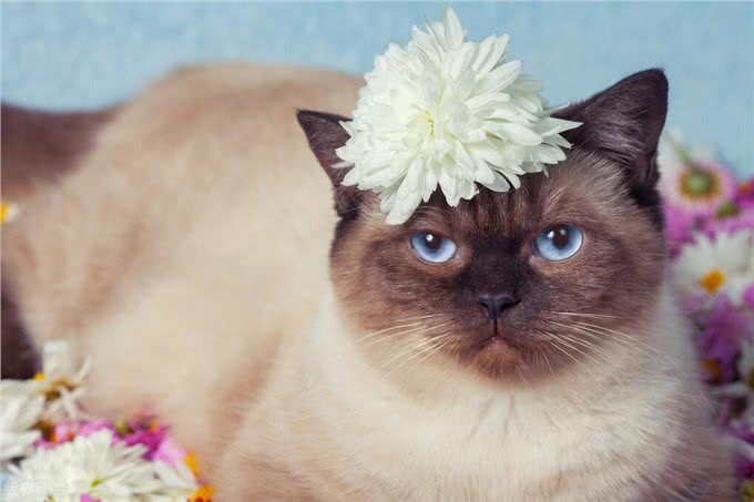 暹罗猫和布偶猫的区别是什么?新手铲屎官只需记住这一点就够了