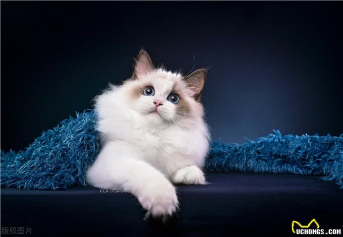 暹罗猫和布偶猫的区别是什么?新手铲屎官只需记住这一点就够了