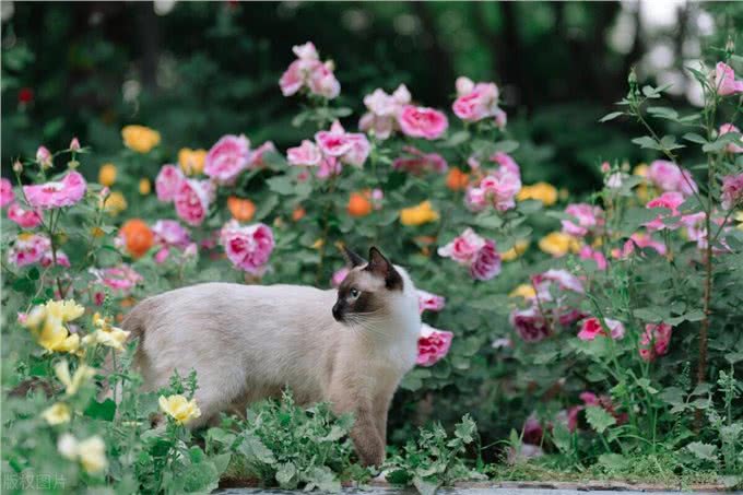 暹罗猫和布偶猫的区别是什么?新手铲屎官只需记住这一点就够了
