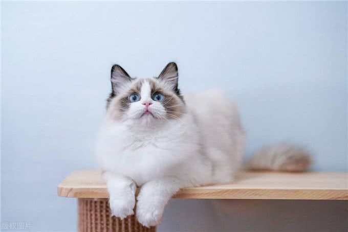 暹罗猫和布偶猫的区别是什么?新手铲屎官只需记住这一点就够了