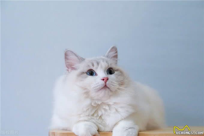 暹罗猫和布偶猫的区别是什么?新手铲屎官只需记住这一点就够了