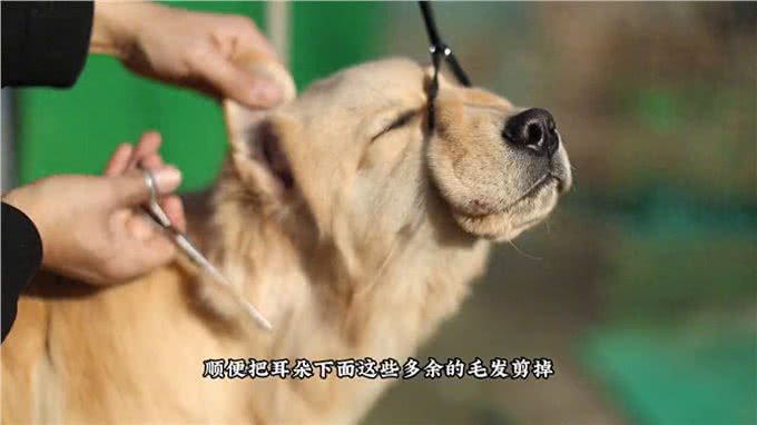 金毛美容之头部修剪方法!—修毛
