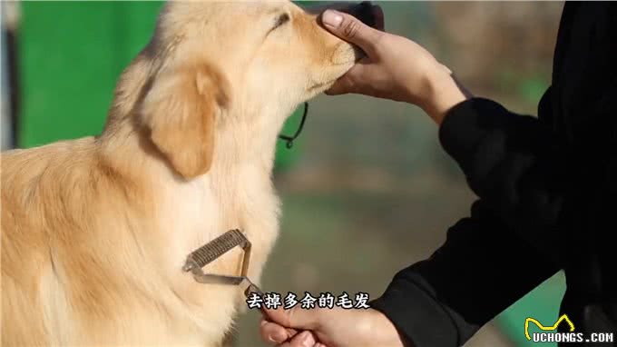 金毛美容之头部修剪方法!—修毛