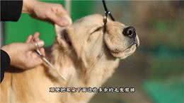 金毛美容之头部修剪方法!—修毛