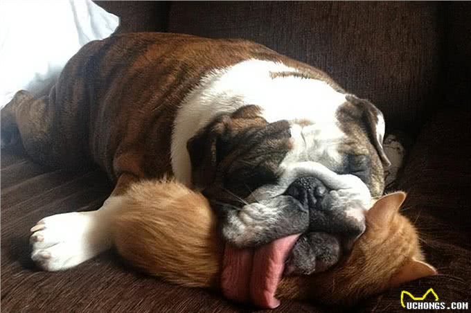 养一只狗界丑萌代表英国斗牛犬，是怎样一种体验?