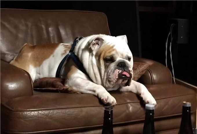 养一只狗界丑萌代表英国斗牛犬，是怎样一种体验?