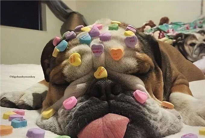 养一只狗界丑萌代表英国斗牛犬，是怎样一种体验?