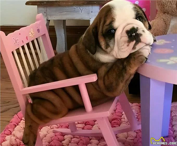养一只狗界丑萌代表英国斗牛犬，是怎样一种体验?