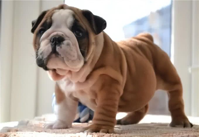 养一只狗界丑萌代表英国斗牛犬，是怎样一种体验?