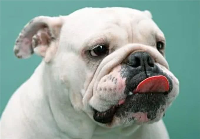 养一只狗界丑萌代表英国斗牛犬，是怎样一种体验?