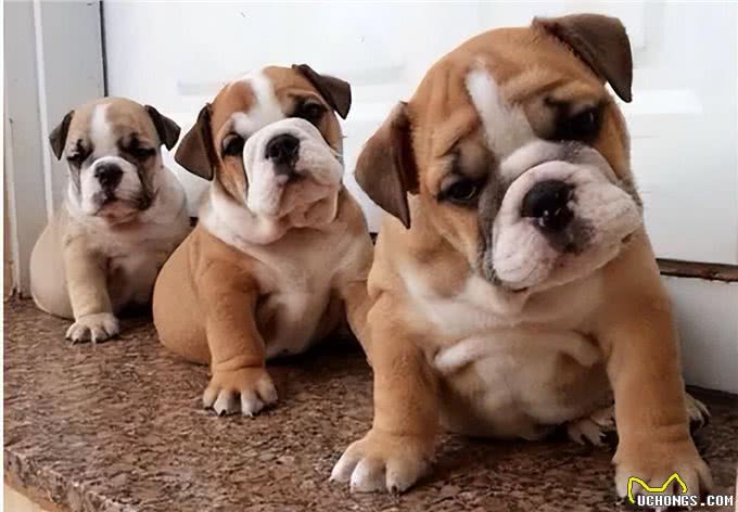 养一只狗界丑萌代表英国斗牛犬，是怎样一种体验?