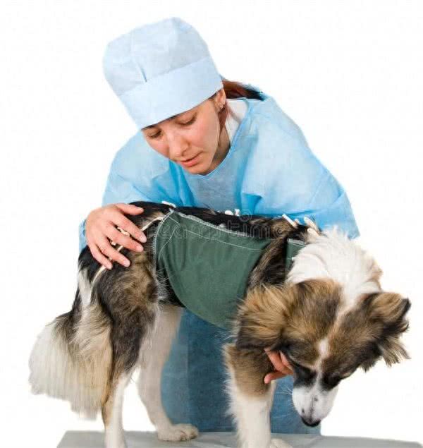 把宠物狗训练成治疗犬，它们为需要帮助的人带来温暖