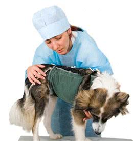 把宠物狗训练成治疗犬，它们为需要帮助的人带来温暖