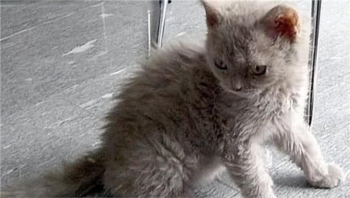 短毛猫介绍第三弹：暹罗和卷毛，你更加喜欢哪一个?