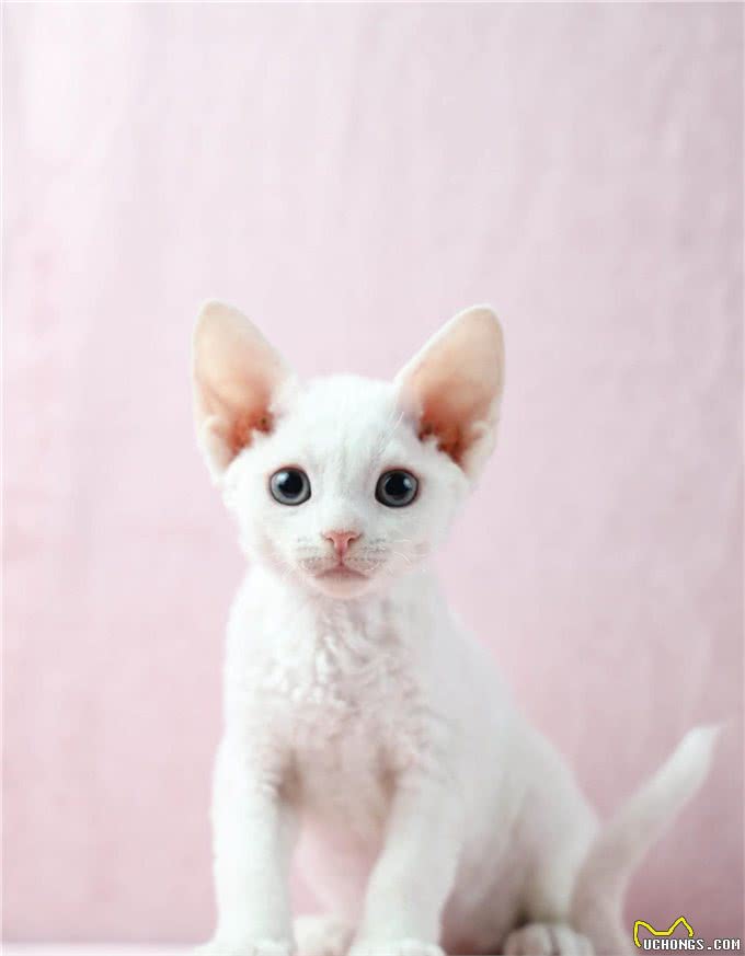 短毛猫介绍第三弹：暹罗和卷毛，你更加喜欢哪一个?
