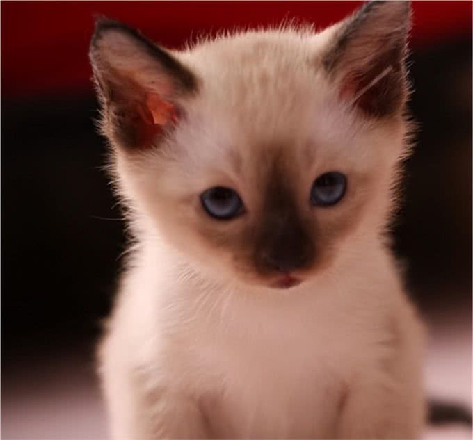 短毛猫介绍第三弹：暹罗和卷毛，你更加喜欢哪一个?