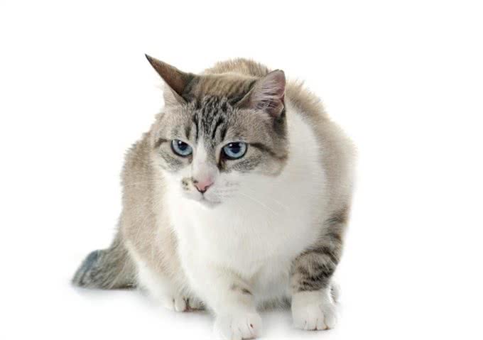 短毛猫介绍第三弹：暹罗和卷毛，你更加喜欢哪一个?