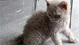 短毛猫介绍第三弹：暹罗和卷毛，你更加喜欢哪一个?