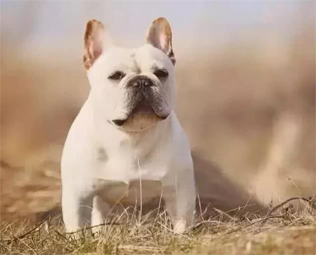 不少人养的法国斗牛犬都是串的，纯种的有5个特征，你家有吗?