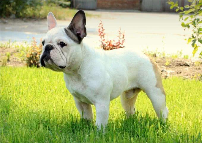 不少人养的法国斗牛犬都是串的，纯种的有5个特征，你家有吗?