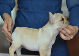 不少人养的法国斗牛犬都是串的，纯种的有5个特征，你家有吗?