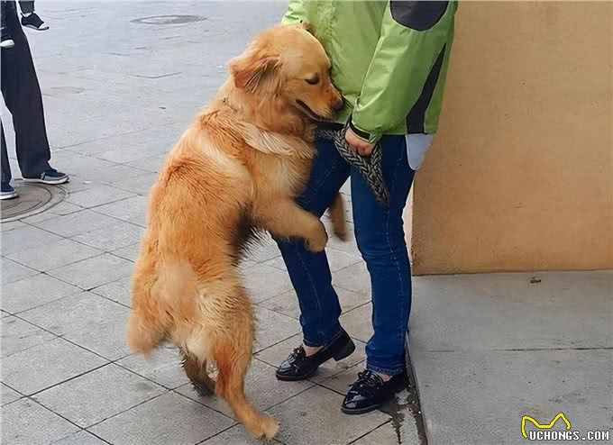 怎么判断你的狗是不是智障?以下6点它中了几点?