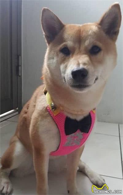 如何选择最适当的狗项圈?