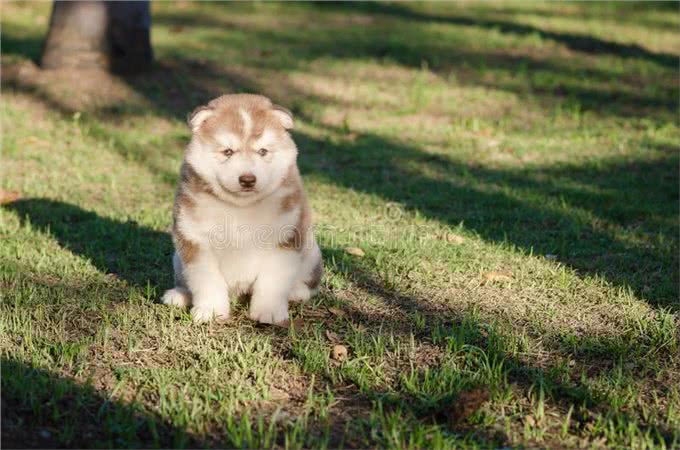 幼犬要圆润肥胖才算可爱?但对它来说，长得越胖其实越不健康
