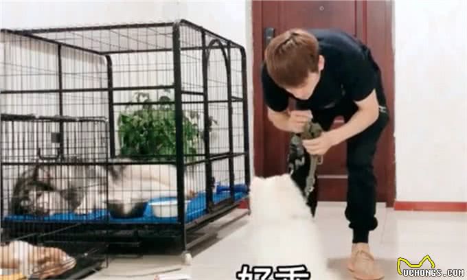 7天训练出听话狗狗，小型犬的训练特点与方法