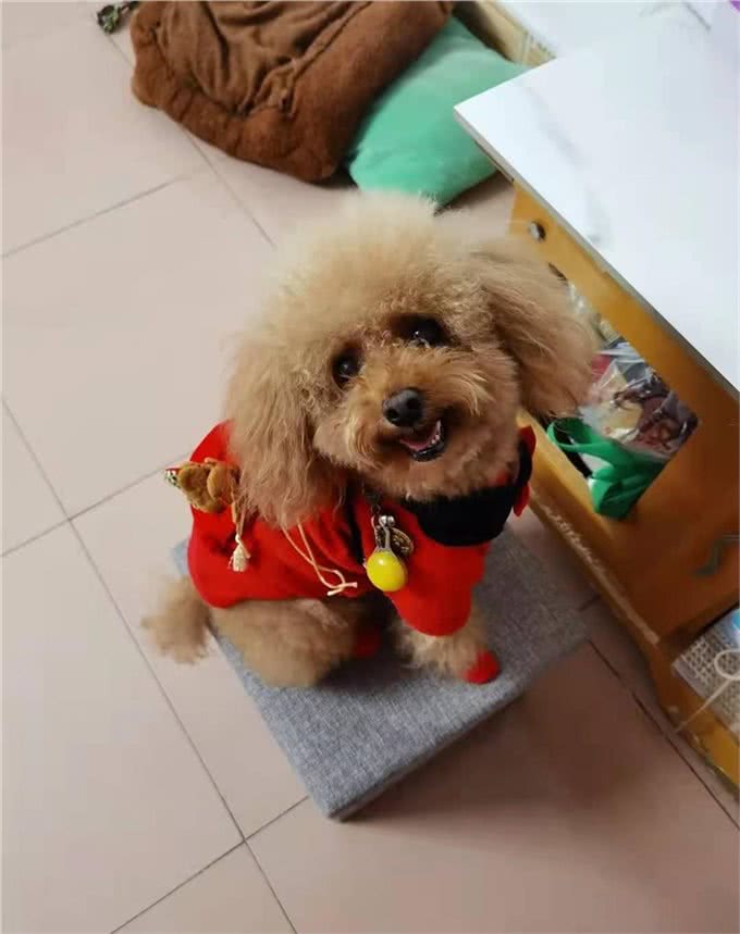 7天训练出听话狗狗，小型犬的训练特点与方法