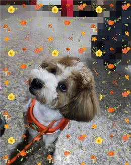7天训练出听话狗狗，小型犬的训练特点与方法