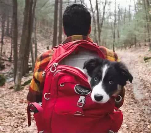 伴侣犬百科：你和狗狗的关系有多亲近呢?