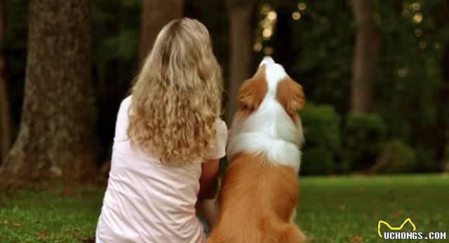 伴侣犬百科：你和狗狗的关系有多亲近呢?