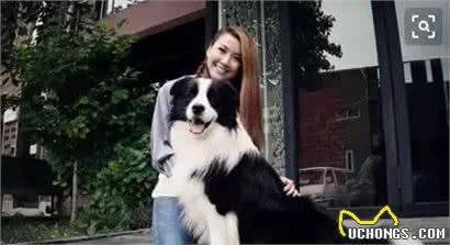 伴侣犬百科：你和狗狗的关系有多亲近呢?