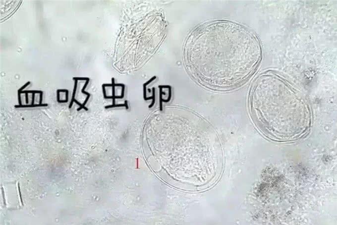 犬猫常见的寄生虫病，铲屎官要警惕