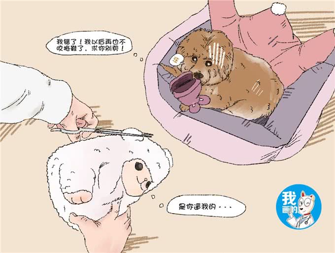 泰迪又咬坏拖鞋，主人发火剪坏它心爱的玩具，狗子的眼神扎心了
