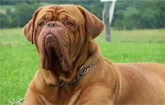 法国国宝级烈性斗犬:波尔多犬，丝毫不输藏獒