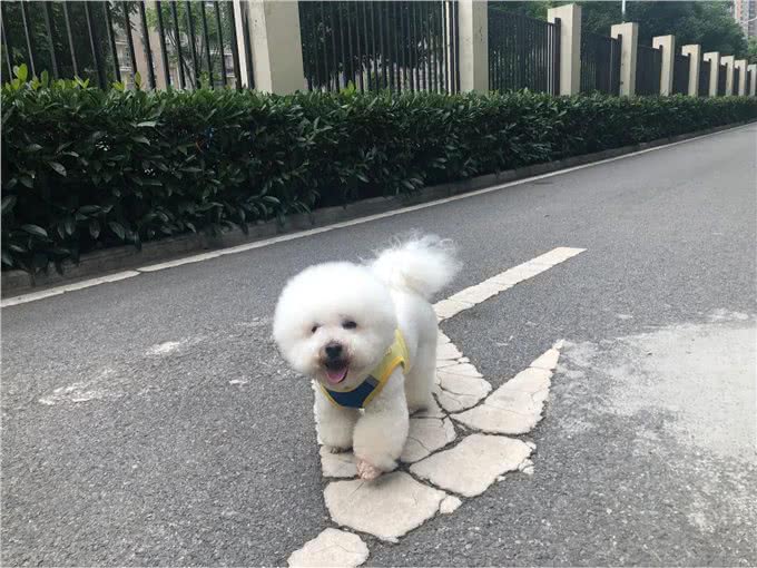 你知道狗狗呕吐是什么原因吗?