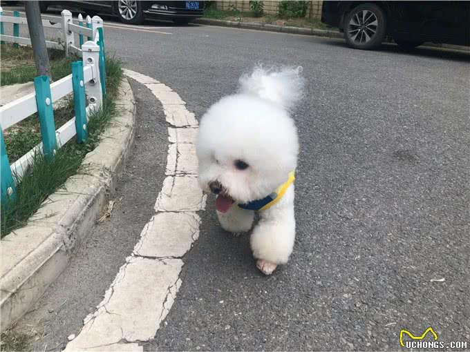 你知道狗狗呕吐是什么原因吗?