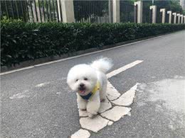 你知道狗狗呕吐是什么原因吗?