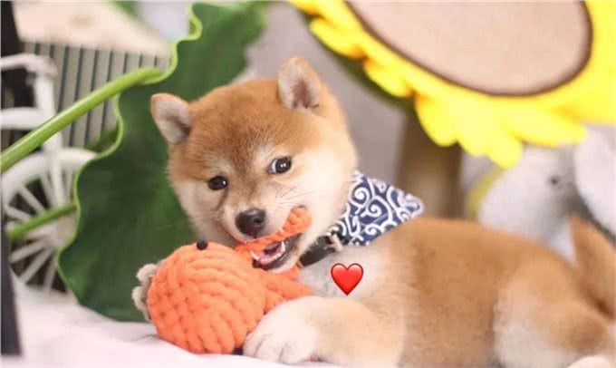 养柴犬有啥需要注意的地方?