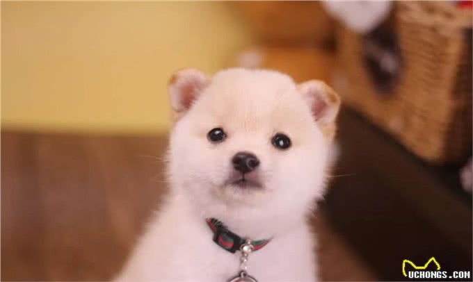 养柴犬有啥需要注意的地方?